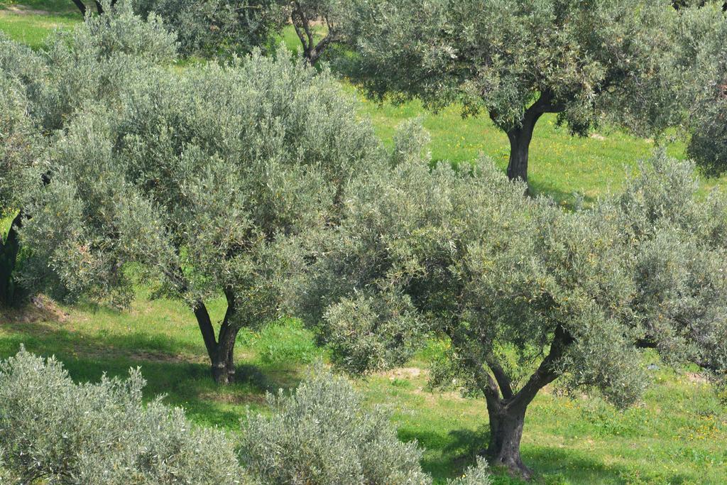 Agriturismo Torre Del Golfo Cropani Eksteriør billede